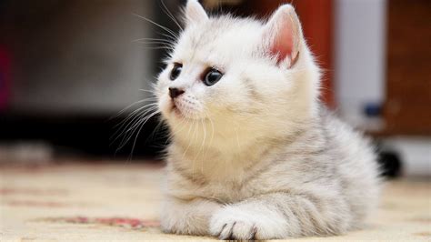 Persian Kitten - Cats Wallpaper (37009789) - Fanpop