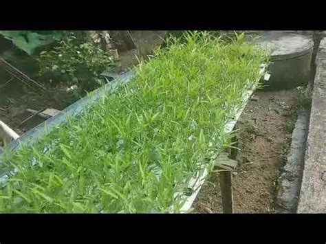 Kangkung hidroponik sistem NFT 10 HTS. - YouTube