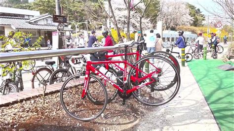 Cherry Blossoms Ride to Strawberry Farm, Namyangju South Korea - YouTube