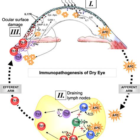 Immunopathogenesis of dry eye disease. Ocular surface inflammation in... | Download Scientific ...