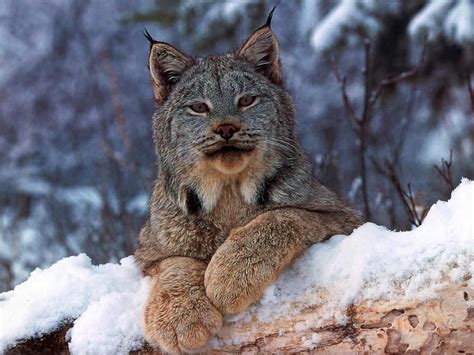 Lynx in the snow. | Wilde katzen, Raubkatzen, Tiere