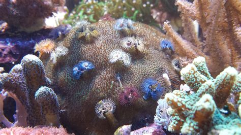 Maricultured Porites sp. with christmas tree worms - SPS Corals - Nano-Reef Community