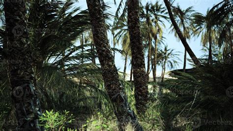 Palm trees in the desert 17282592 Stock Photo at Vecteezy