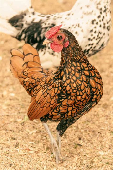 Sebright Chicken: Eggs, Height, Size and Raising Tips