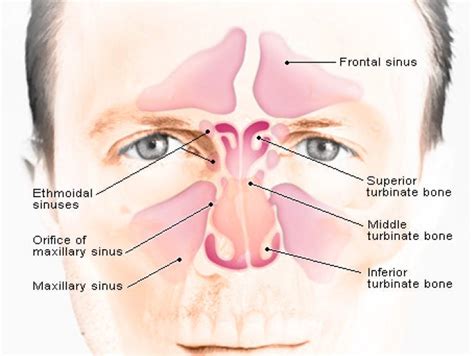 rinite Archives - Clinica Dao Jia