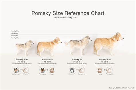 Pomsky Dog Sizes - Pomsky Learning Center - Happiest Pomsky Puppies For Sale - Bowtie Pomsky LLC.