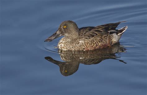 Northern Shoveler | San Diego Bird Spot