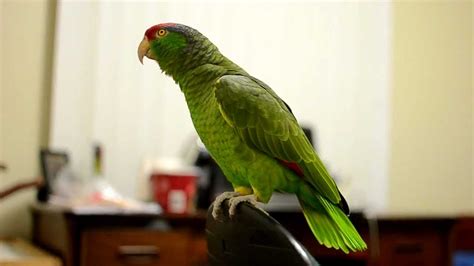 Talking Amazon Parrot - YouTube