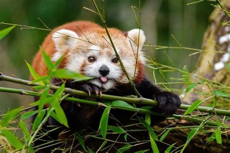 13 of the Cutest Animals in the World (Pictures) - Wildlife Informer