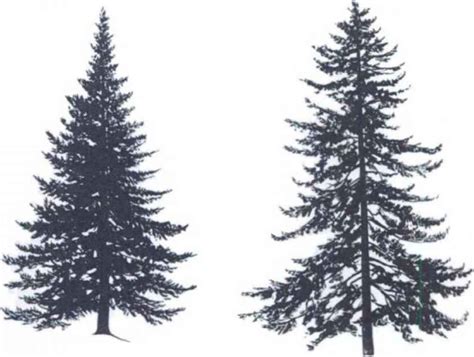 Simple Pine Tree Drawing at GetDrawings | Free download