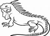 Free Printable Iguana Coloring Pages For Kids sketch template