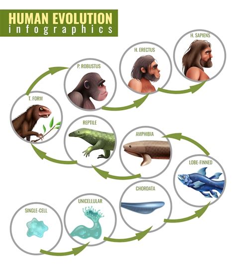 Evolution Fish Images - Free Download on Freepik