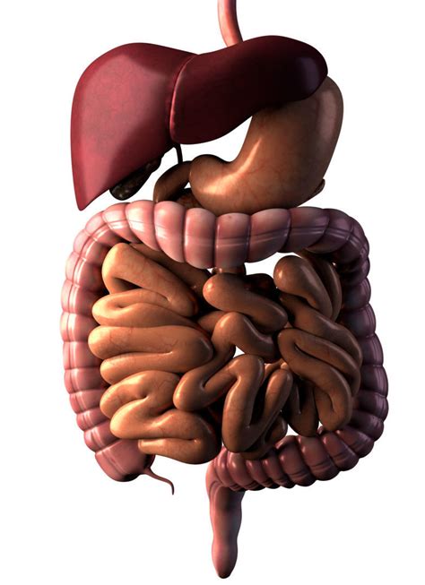 Digestive system 3D model | CGTrader