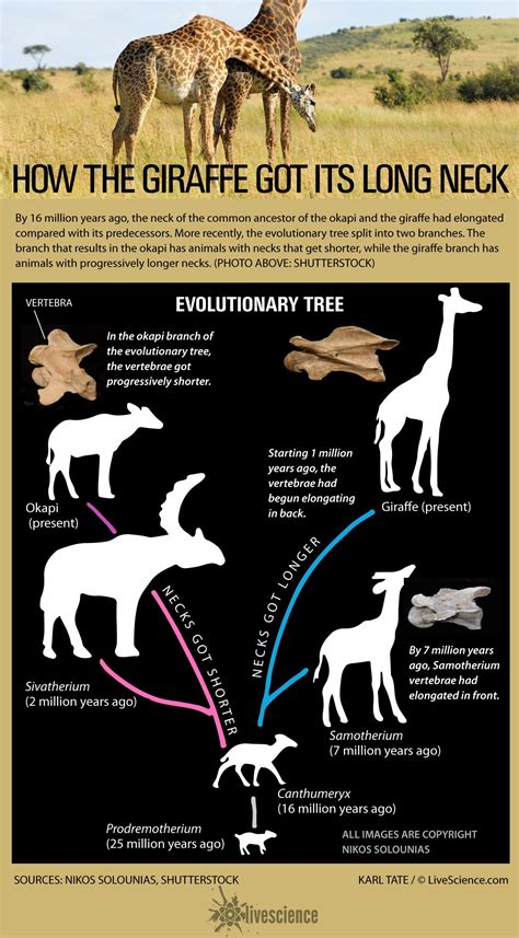 How the Giraffe Got Its Iconic Neck | Live Science