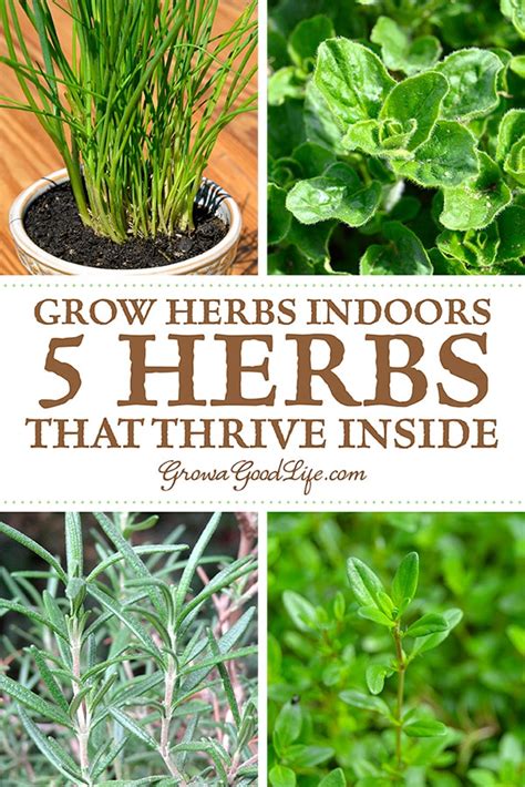 Grow Herbs Indoors: 5 Herbs that Thrive Inside