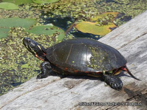 Midland Painted Turtle – Sydenham River Watershed