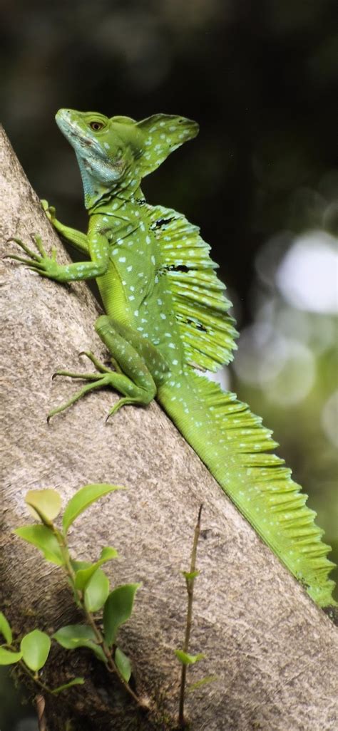 Weird looking green lizard (Basiliscus plumifrons) - About Wild Animals