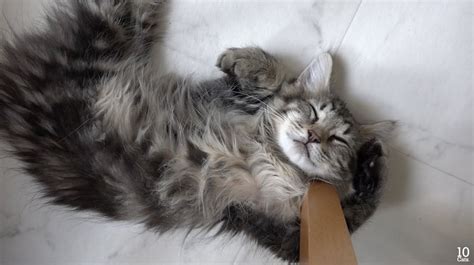 Ten Cats Sleeping in Weird Positions | Life With Cats