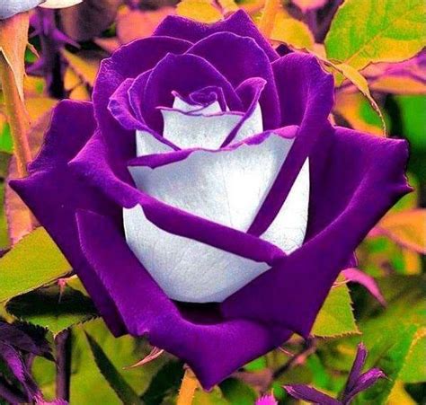 Purple Rose Pictures, Photos, and Images for Facebook, Tumblr ...