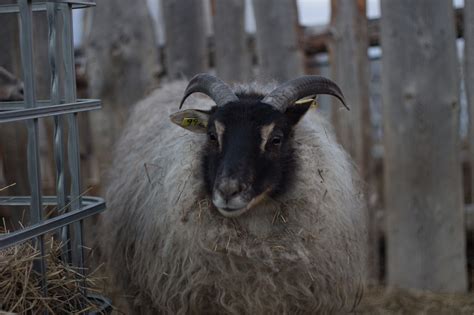 Icelandic sheep,sheep with horns,white sheep,sheep,animal - free image ...