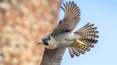 St Albans: Live stream of peregrine falcon nest at cathedral launched ...