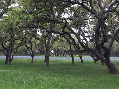 Best Places to Live in Hill Country Village, Texas