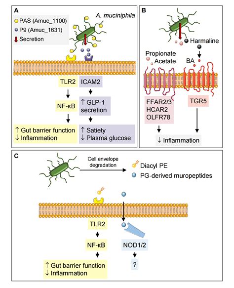 Mode of action of Akkermansia muciniphila in the intestinal dialogue ...