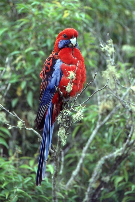 Crimson Rosella - The Australian Museum