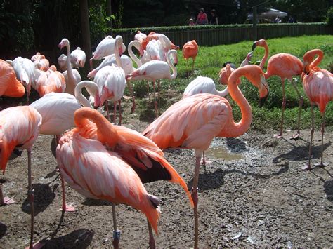 FREE IMAGE: Flamingos in Zoo Dvůr Králove, Czech republic | Libreshot Public Domain Photos
