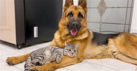 German Shepherd Chills Out With His Pack Of Cats – I Love GSD