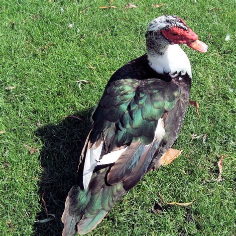 Muscovy Ducks – All Florida Pest Control