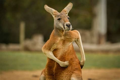 "Running" kangaroo : photoshopbattles