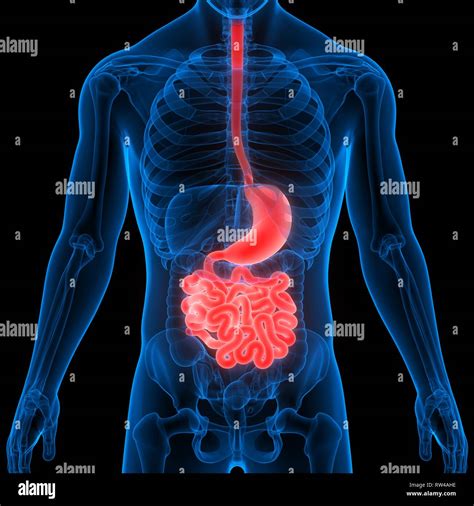 Stomach And Small Intestine With Anatomy Anterior View Stock Photo | My ...