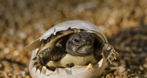 Galapagos Tortoise Facts, Habitat, Diet, Life Span, Pictures