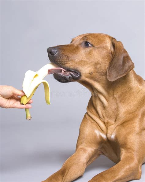 Dog eating healthy food stock image. Image of funny, brown - 12571871