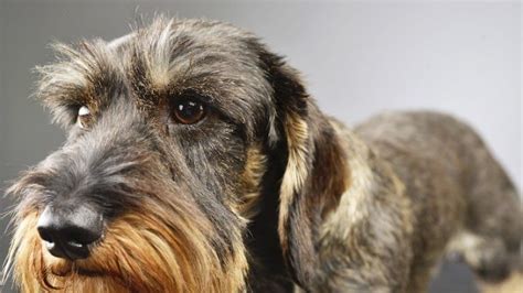 Wire Haired Dachshund: Puppies, Breeders & Breed Guide | All Things Dogs