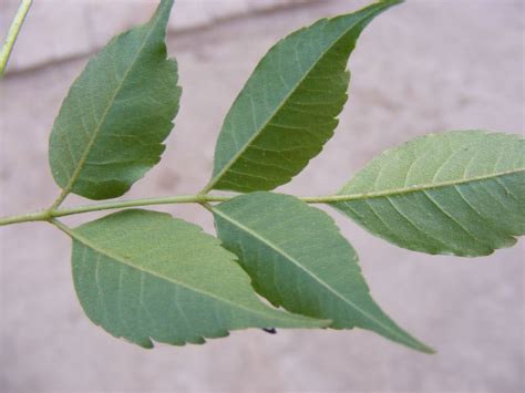 Chinaberry facts and health benefits