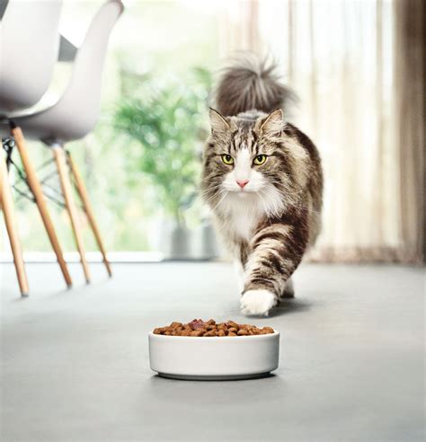 Allergic to Cats? New Cat Food Reduces Cat Allergens - Modern Cat