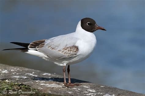 Mouette rieuse - Photos, page 1