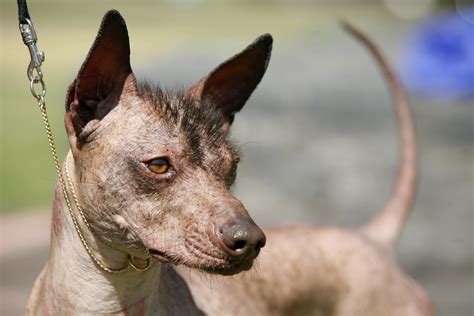 That Mexican Hairless Dog From 'Coco' Is a Cool Breed, But That Doesn't Mean You Should Get One ...