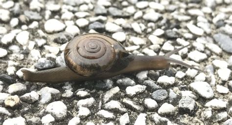 All about land snails - Welcome Wildlife