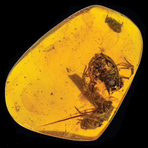 Oldest Fossils of Rain Forest Frogs Found in Cretaceous Amber