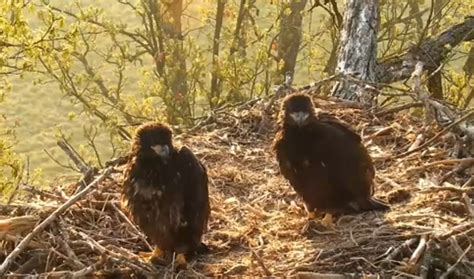 Live Webcam Lets You Watch Decorah, Iowa Eagles Nest