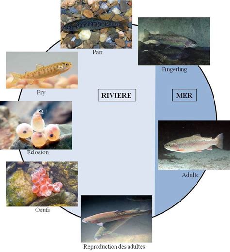 Cycle de vie naturel de la truite arc-en-ciel (Oncorhynchus mykiss ...