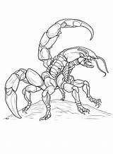 Scorpions Coloring Pages  Free Printable PDF & Online sketch template