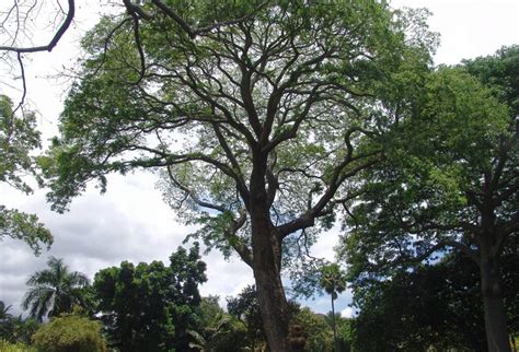 Guanacaste Tree: Common Names, Where to Find It, and Uses - Global ...