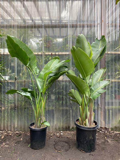 Strelitzia nicolai | Giant Bird of Paradise | Mickey Hargitay Plants