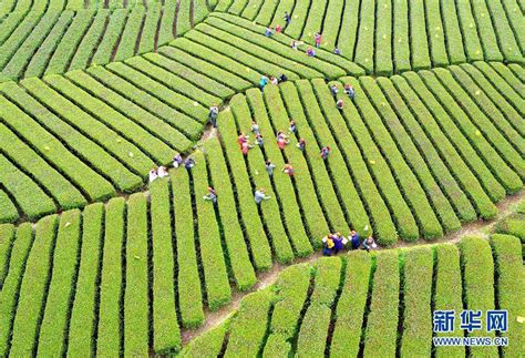 Aerial photos of tea garden in C China - People's Daily Online