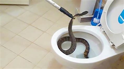 Watch a Live Snake Get Pulled out of a Toilet