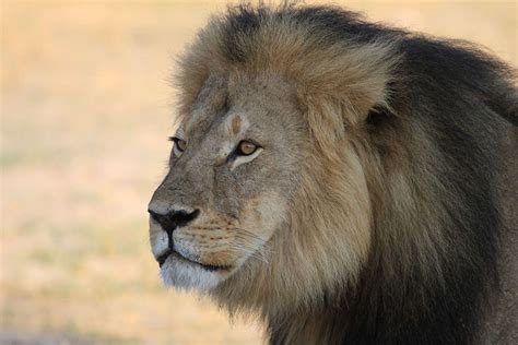 Cecil's Death Just Got More Depressing: His 12 Cubs Will Probably Die ...